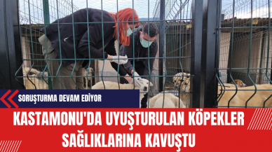 Kastamonu'da Uyuşturulan Köpekler Sağlıklarına Kavuştu