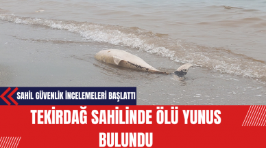 Tekirdağ Sahilinde Ölü Yunus Bulundu: Sahil Güvenlik İncelemeleri Başlattı