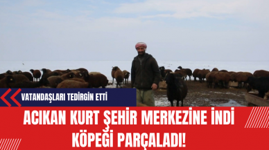 Acıkan Kurt Şehir Merkezine İndi Köpeği Parçaladı!