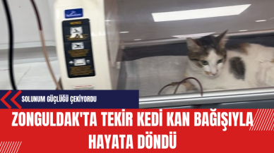 Zonguldak'ta Tekir Kedi Kan Bağışıyla Hayata Döndü