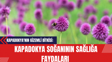 Kapadokya'nın Gizemli Bitkisi: Kapadokya Soğanının Sağlığa Faydaları