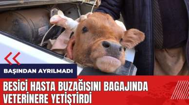 Besici hasta buzağısını bagajında veterinere yetiştirdi