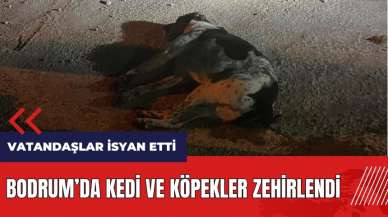 Bodrum'da kedi ve köpekler zehirlendi