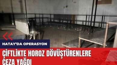 Çiftlikte horoz dövüştürenlere ceza yağdı