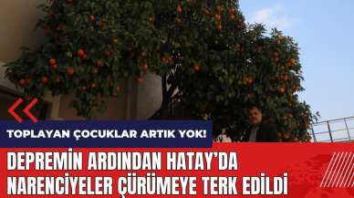 Depremin ardından Hatay'da narenciyeler çürümeye terk edildi