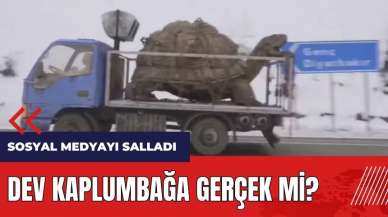 Dev kaplumbağa gerçek mi? Sosyal medyayı salladı