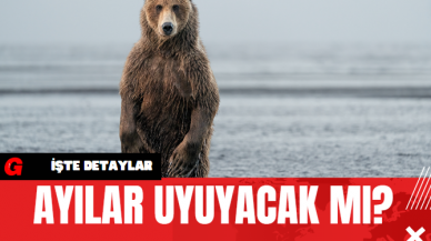 Ayılar Uyuyacak Mı?