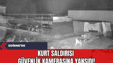 Edirne'de Kurt Saldırısı Güvenlik Kamerasına Yansıdı