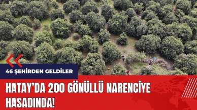 Hatay'da 46 şehirden gelen 200 gönüllü narenciye hasadında!