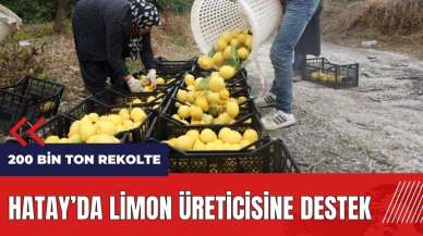 Hatay'da limon üreticisine destek