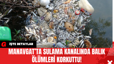 Manavgat’ta Sulama Kanalında Balık Ölümleri Korkuttu!