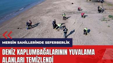 Mersin'de deniz kaplumbağalarının yuvalama alanları temizlendi