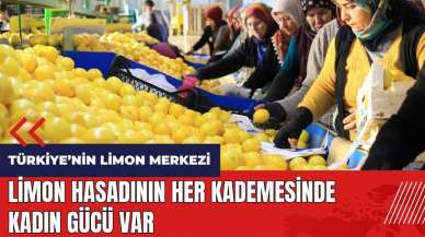 Mersin'de limon hasadının her kademesinde kadın gücü var