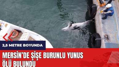 Mersin'de şişe burunlu yunus ölü bulundu