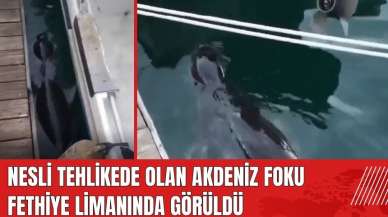 Nesli tehlikede olan Akdeniz Foku Fethiye limanında görüldü