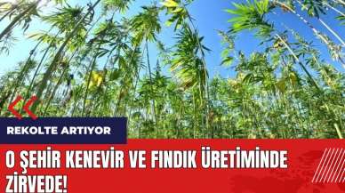 O şehir kenevir ve fındık üretiminde zirvede!