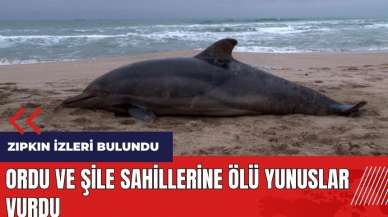 Ordu ve Şile sahillerine ölü yunuslar vurdu