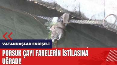 Porsuk Çayı farelerin istilasına uğradı!