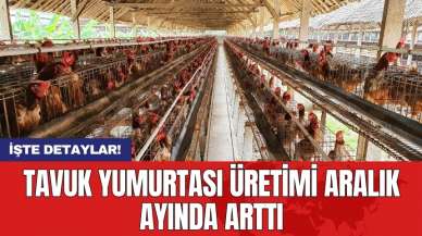 Tavuk yumurtası üretimi aralık ayında arttı