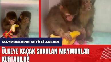 Ülkeye kaçak sokulan maymunlar kurtarıldı! Maymunların keyifli anları kamerada