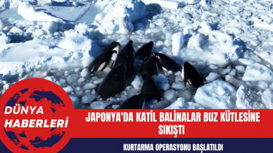 Japonya'da Katil Balinalar Buz Kütlesine Sıkıştı Kurtarma Operasyonu Başlatıldı