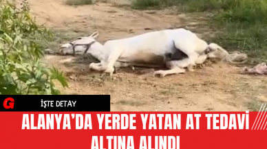 Alanya’da Yerde Yatan At Tedavi Altına Alındı