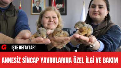 Annesiz Sincap Yavrularına Özel İlgi ve Bakım