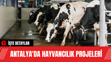 Antalya'da Hayvancılık Projeleri