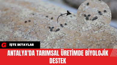 Antalya'da Tarımsal Üretimde Biyolojik Destek