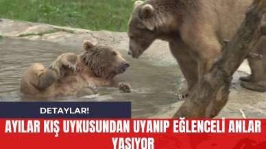 Ayılar Kış Uykusundan Uyanıp Eğlenceli Anlar Yaşıyor