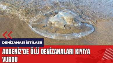 Denizanası istilası! Akdeniz'de ölü denizanaları kıyıya vurdu