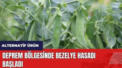 Deprem bölgesinde bezelye hasadı başladı