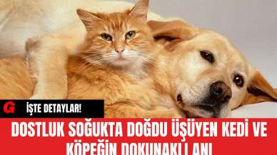 Dostluk Soğukta Doğdu  Üşüyen Kedi ve Köpeğin Dokunaklı Anı