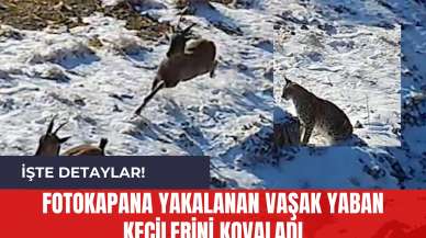 Fotokapana Yakalanan Vaşak Yaban Keçilerini Kovaladı