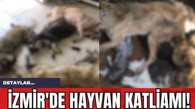 İzmir'de Hayvan Katliamı!