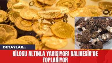 Kilosu Altınla Yarışıyor! Balıkesir'de Toplanıyor