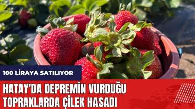 Hatay'da depremin vurduğu topraklarda çilek hasadı! 100 liraya satılıyor