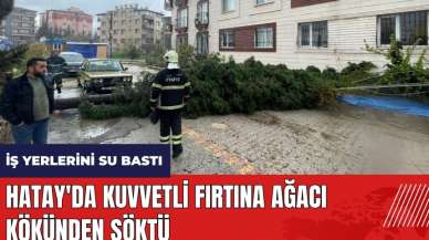 Hatay'da kuvvetli fırtına ağacı kökünden söktü