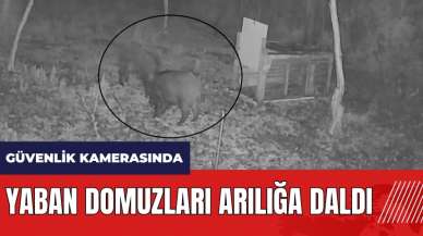 Hatay’da yaban domuzları arılığa daldı!