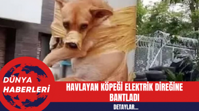 Havlayan Köpeği Elektrik Direğine Bantladı