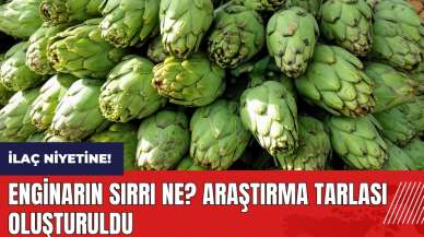 İlaç niyetine! Enginarın sırrı ne? Araştırma tarlası oluşturuldu