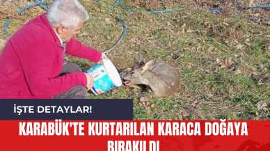 Karabük'te Kurtarılan Karaca Doğaya Bırakıldı