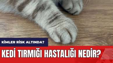 Kedi Tırmığı Hastalığı Nedir? Kimler risk altında?