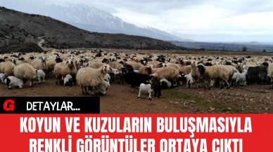 Koyun ve Kuzuların Buluşmasıyla Renkli Görüntüler Ortaya Çıktı