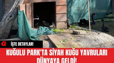 Kuğulu Park'ta Siyah Kuğu Yavruları Dünyaya Geldi!