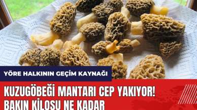 Kuzugöbeği mantarı cep yakıyor! Bakın kilosu ne kadar