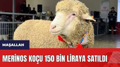 Merinos koçu 150 bin liraya satıldı