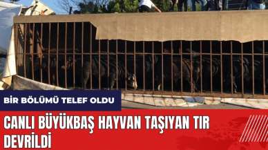 Mersin'de canlı büyükbaş hayvan taşıyan tır devrildi