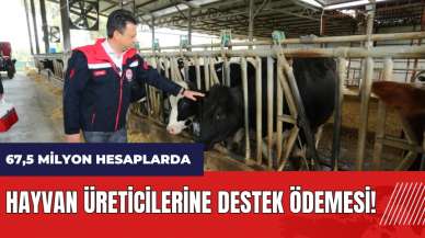 Muğla'da hayvan üreticilerine destek ödemesi! 67,5 milyon bugün hesaplarda