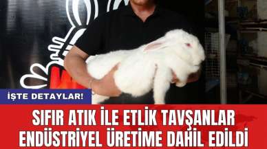 Sıfır atık ile etlik tavşanlar endüstriyel üretime dahil edildi